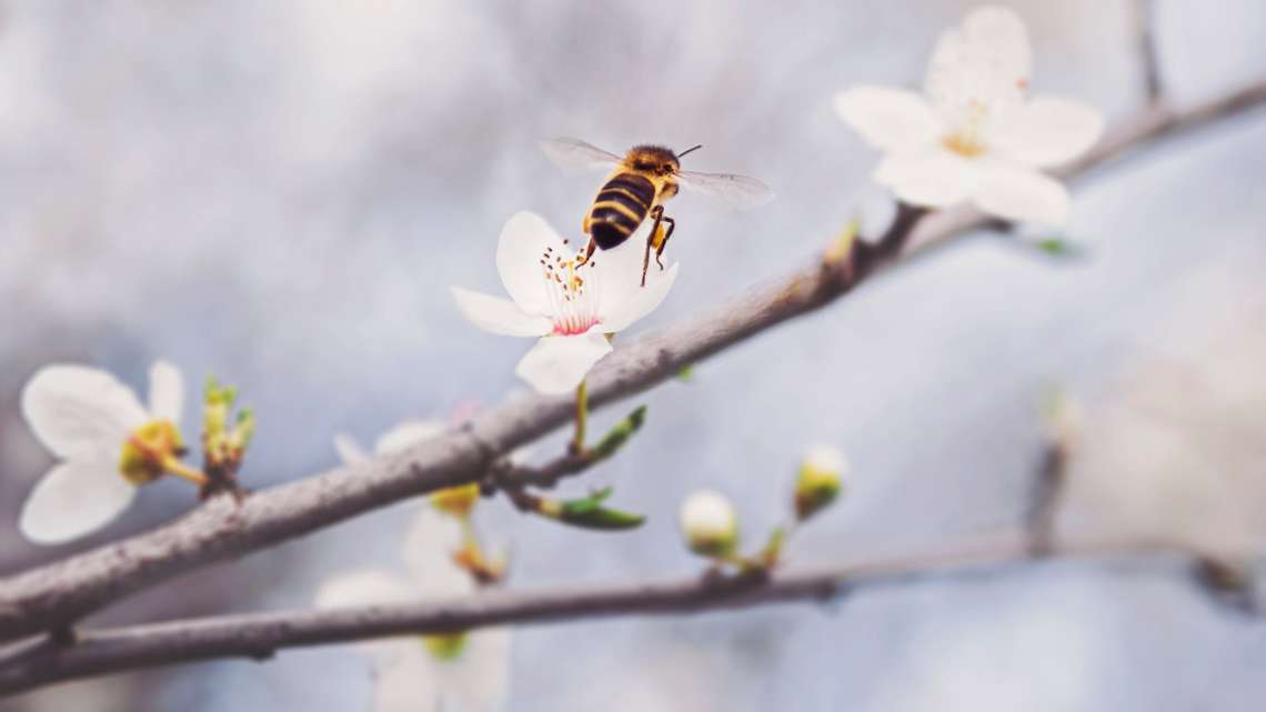 Bee flying on flower